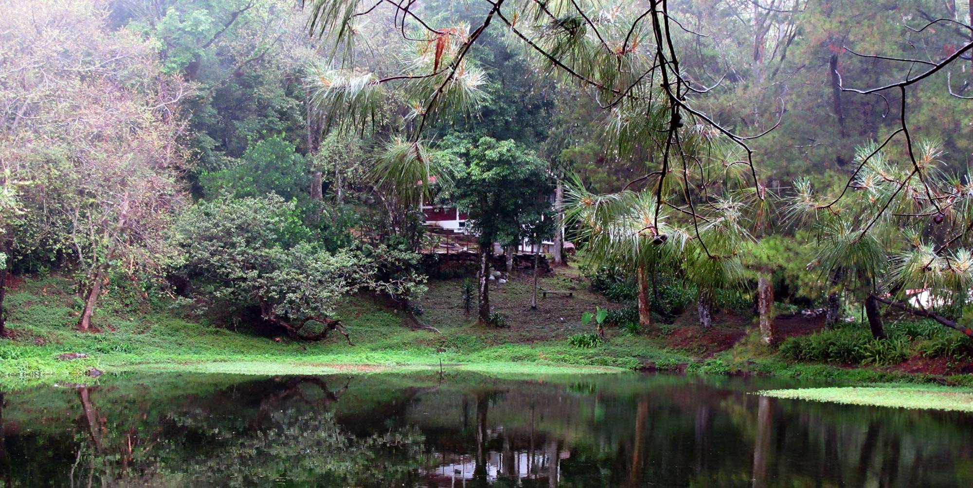 Selva-Negra-5